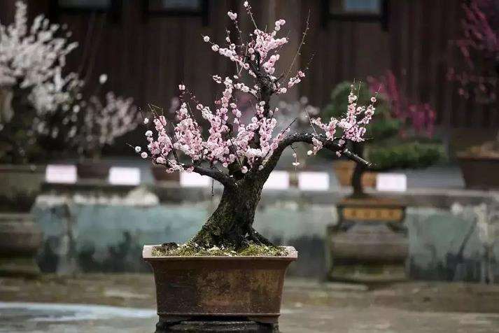 夏季梅花盆景怎么浇水的3个方法