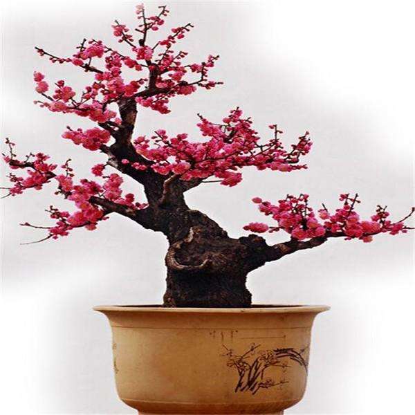 梅花盆景怎么修剪整形和抹芽的方法
