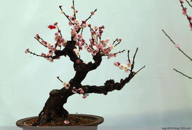 梅花盆景怎么盆土配制和上盆的3个方法