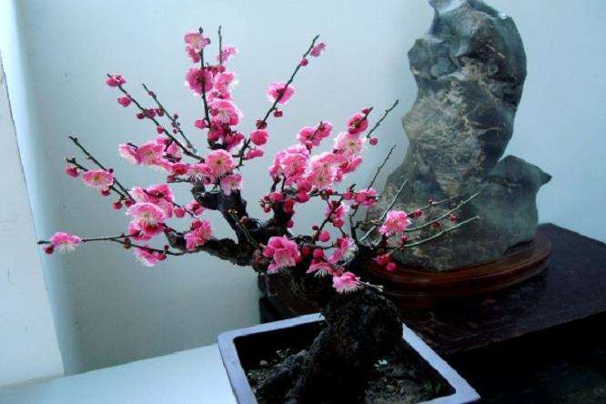 梅花盆景幼苗怎么初步造型