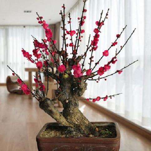 梅花盆景怎么嫁接成活的2个方法 图片