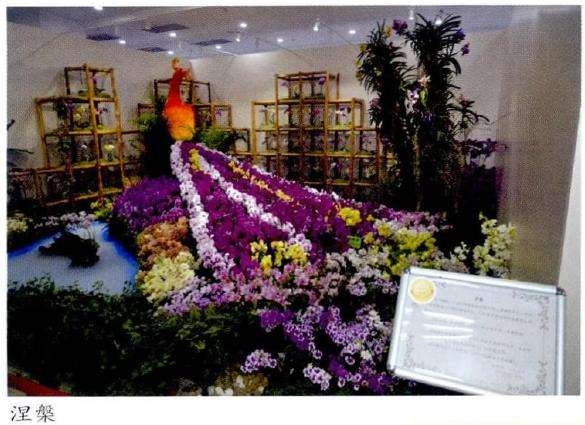 兰花一直受到国内外人士的热烈追捧