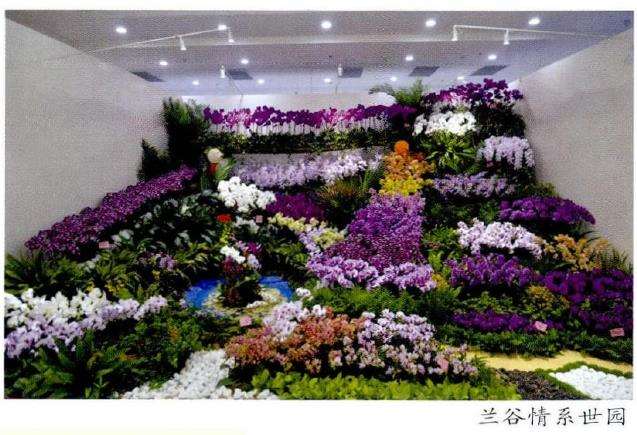 兰花一直受到国内外人士的热烈追捧
