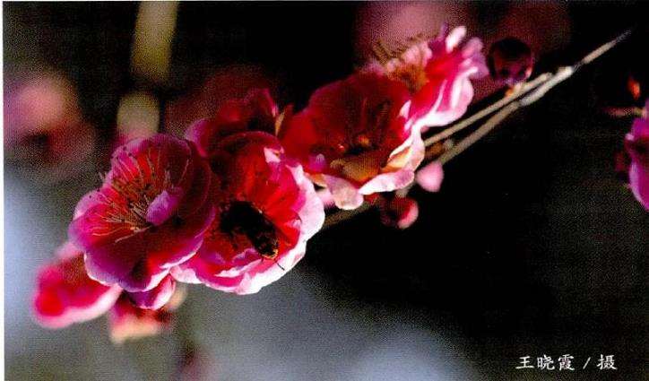 不同纬度生长的梅花 自然花期悬殊甚大