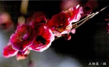 不同纬度生长的梅花 自然花期悬殊甚大