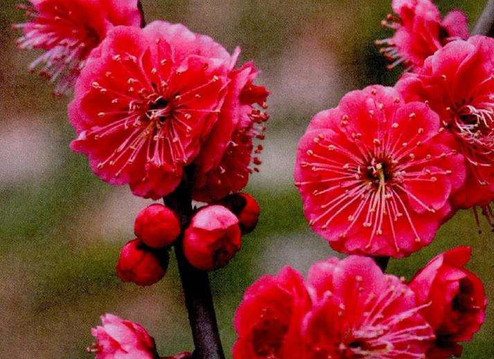 小苗梅花怎么快速培育成大树