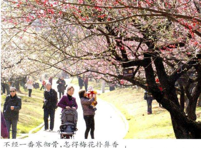 梅花不同品种群的主要特点