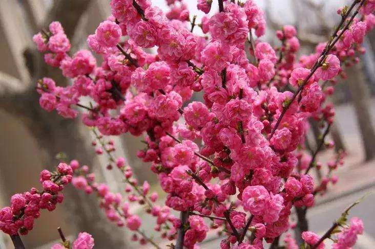 梅花品种的5个多样性观赏特征