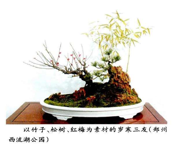 为什么梅花与蜡梅是两种完全不同的植物