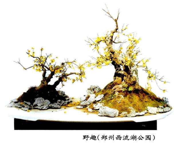 为什么梅花与蜡梅是两种完全不同的植物