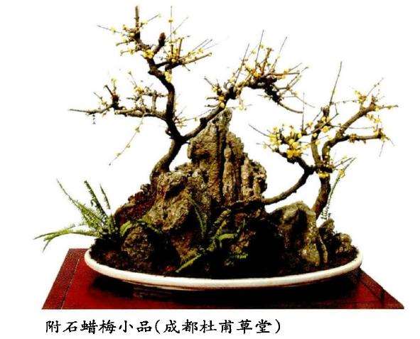 为什么梅花与蜡梅是两种完全不同的植物
