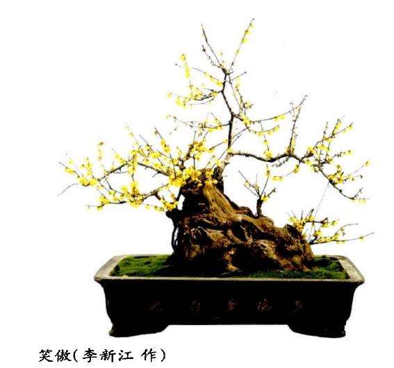 为什么梅花与蜡梅是两种完全不同的植物