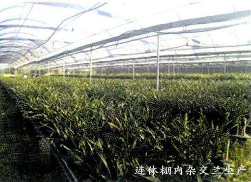 杂交兰花怎么病虫害防治