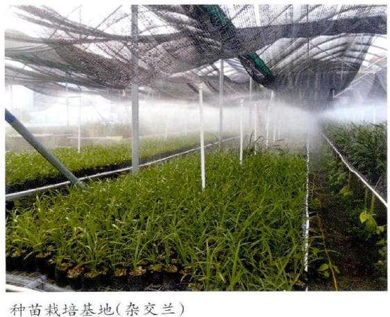 杂交兰花怎么病虫害防治