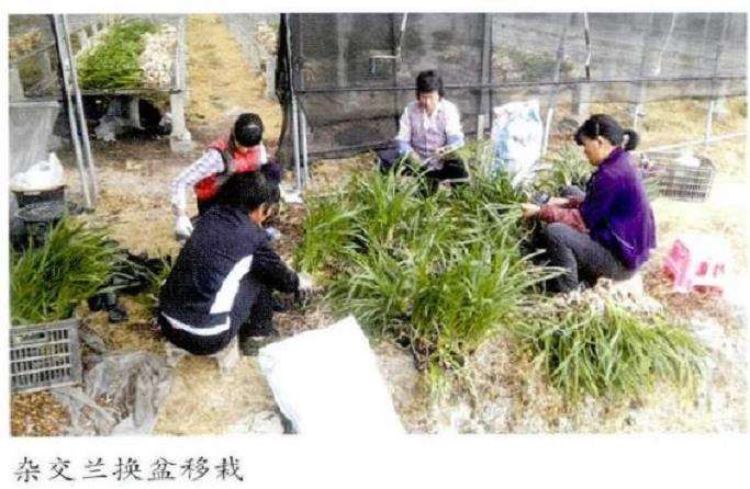 杂交兰花怎么通风管理和花期调控