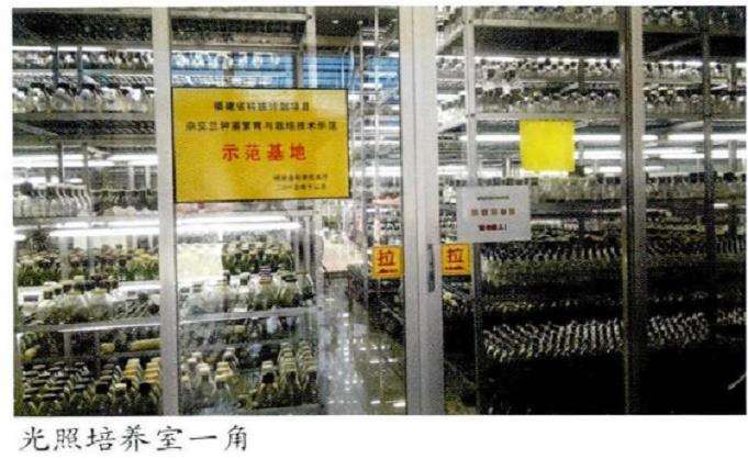 杂交兰花怎么通风管理和花期调控