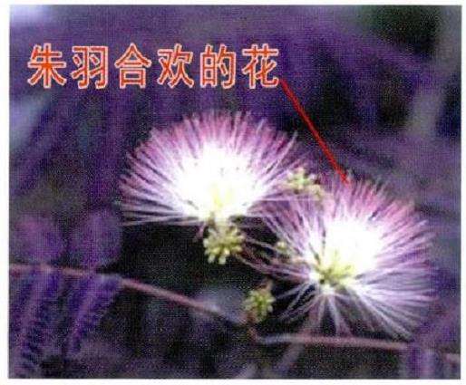 朱羽合欢怎么土壤施肥