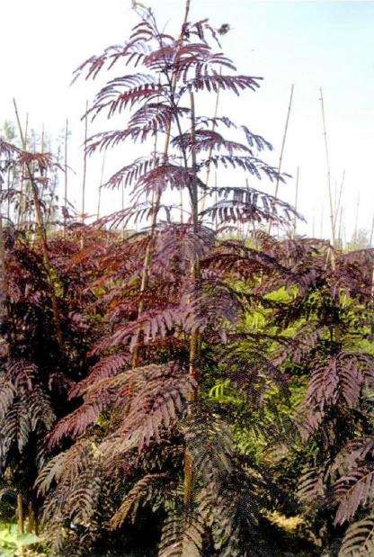 朱羽合欢怎么土壤施肥