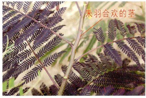 朱羽合欢的形态特征和生长习性