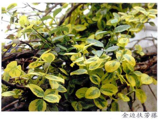 斑彩叶树种怎么在园林中的应用