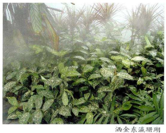 斑彩叶树种怎么在园林中的应用