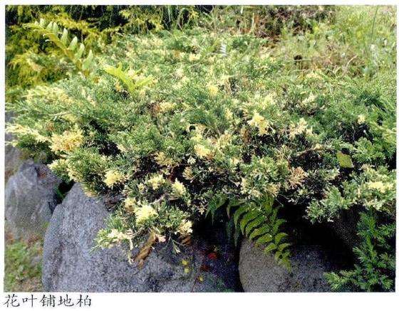 斑彩叶树种怎么在园林中的应用