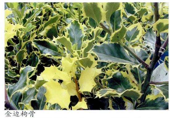 斑彩叶树种怎么在园林中的应用