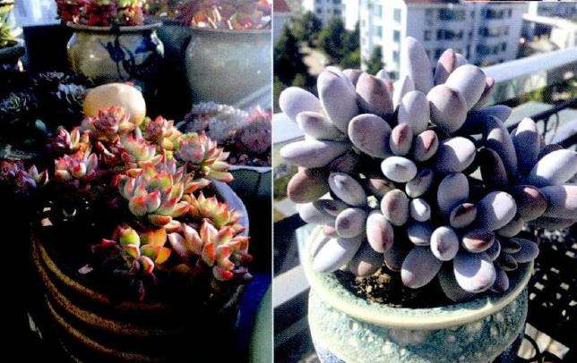 为什么青岛是多肉植物成长的绝佳环境