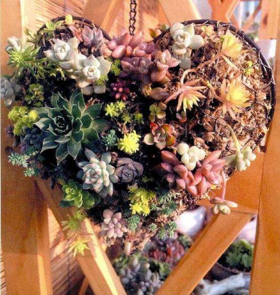 为什么青岛是多肉植物成长的绝佳环境