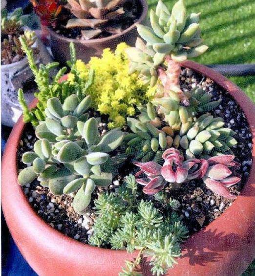 为什么青岛是多肉植物成长的绝佳环境