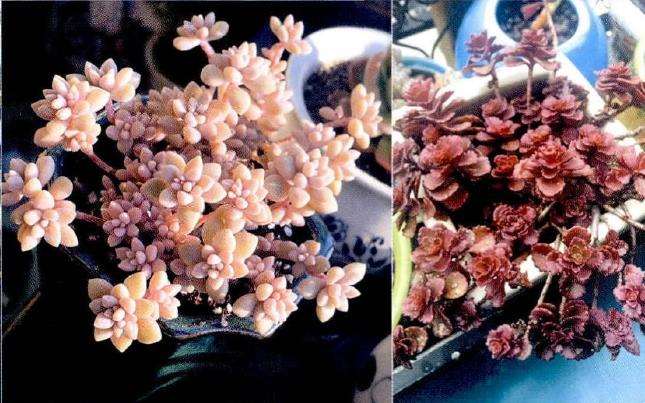 为什么青岛是多肉植物成长的绝佳环境