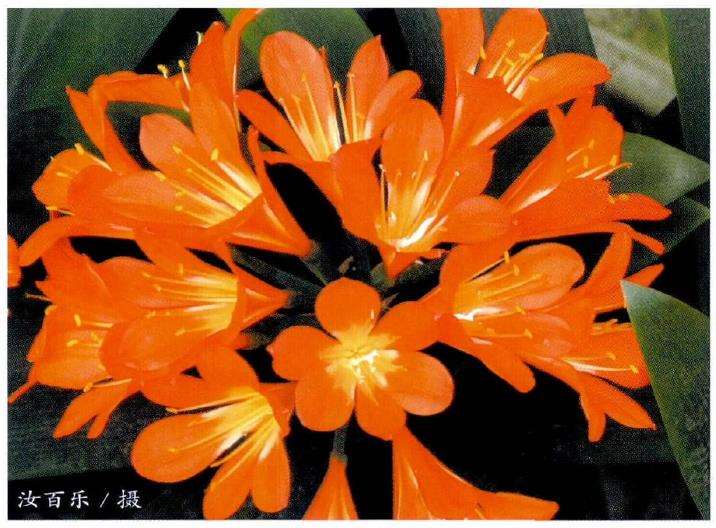 当时栽培 养护君子兰的人并不多