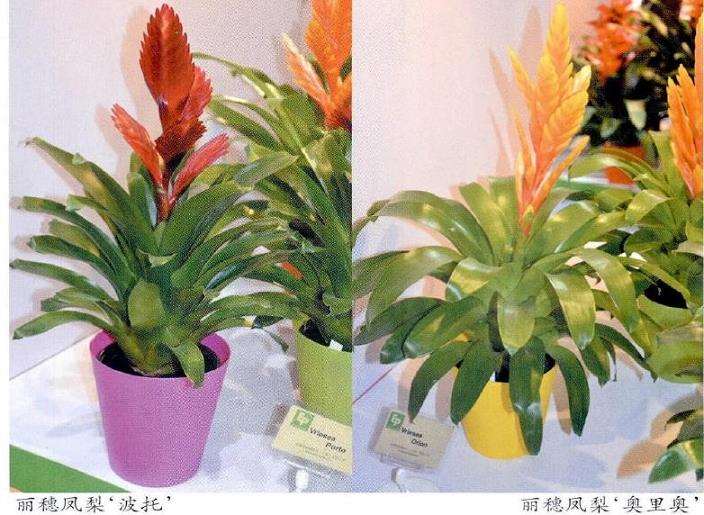 盆栽菊花在年宵花中有上升的趋势