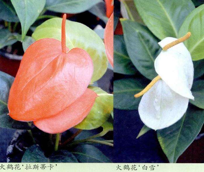 盆栽菊花在年宵花中有上升的趋势