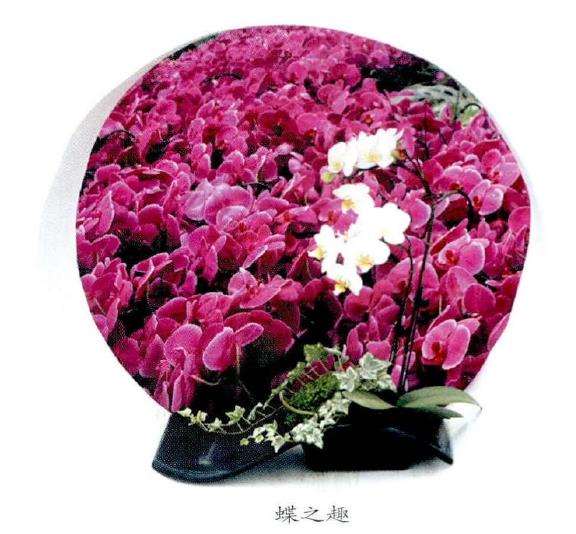 为什么时尚小品对植物品种要求不严