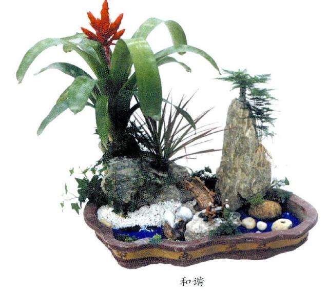 为什么时尚小品对植物品种要求不严