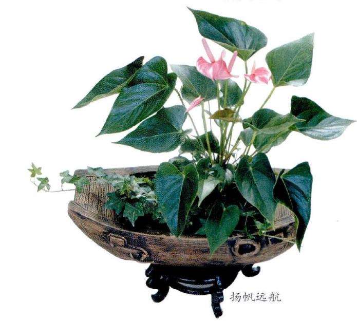 为什么时尚小品对植物品种要求不严