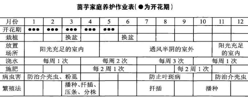 盆栽茵芋摆放阳台 每周浇水1次