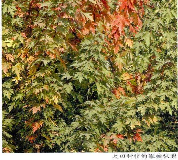银槭怎么栽培管理
