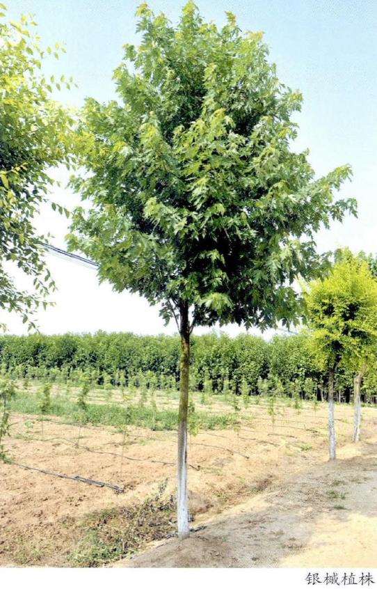 银槭怎么扦插繁殖的6个步骤