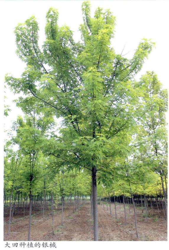 银槭的形态特征和繁殖方式