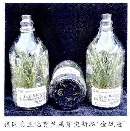 杂交兰花怎么种植管理的5个方法
