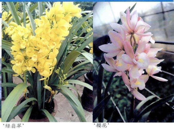 杂交兰花怎么种植管理的5个方法