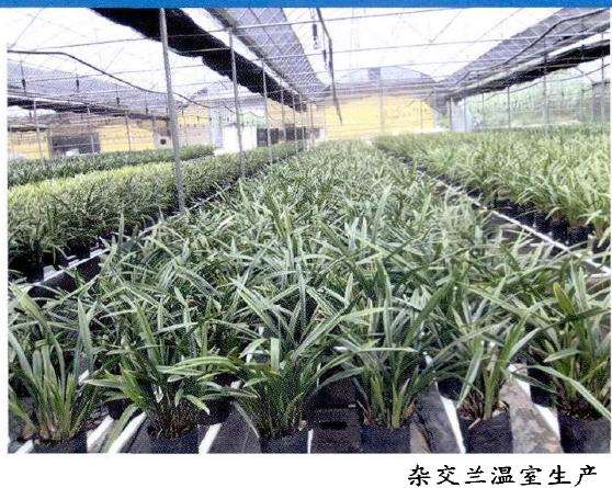 杂交兰花怎么培养繁殖的3个技术