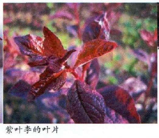 紫叶李怎么栽培管理