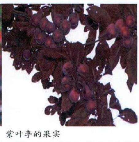 紫叶李怎么栽培管理