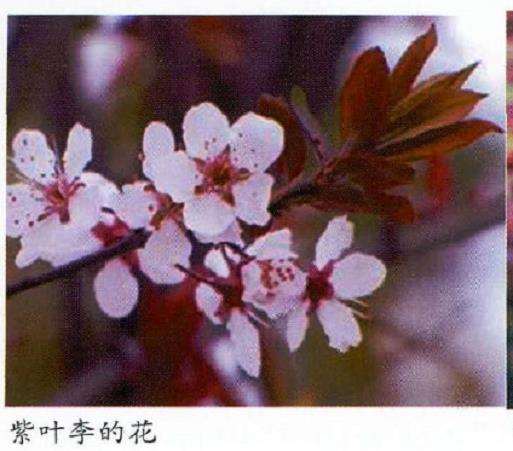 紫叶李怎么栽培管理