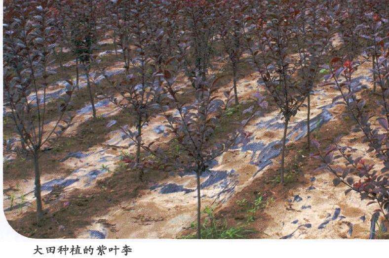 紫叶李怎么扦插嫁接