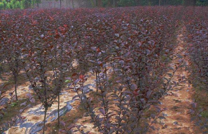 紫叶李的形态特征和生长习性