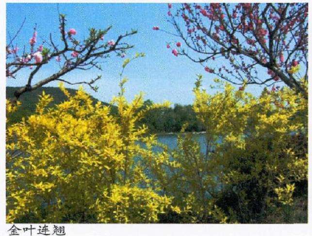 彩色叶片类树种有哪些